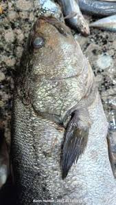 Image result for Argyrosomus regius