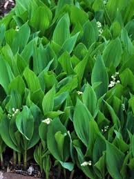Attēlu rezultāti vaicājumam “Convallaria majalis bud”