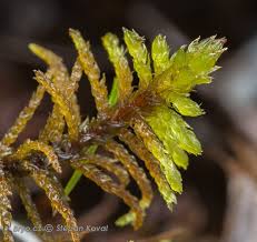 Attēlu rezultāti vaicājumam “Helodium blandowii”