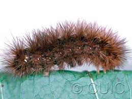 Attēlu rezultāti vaicājumam “Phragmatobia fuliginosa”