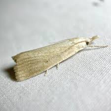 Attēlu rezultāti vaicājumam “Calamotropha paludella”