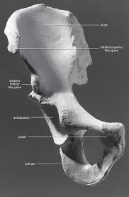 Attēlu rezultāti vaicājumam “Cribraria piriformis young”