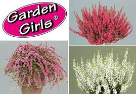 Attēlu rezultāti vaicājumam “Calluna vulgaris bud”