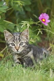 Attēlu rezultāti vaicājumam “Felis silvestris catus juvenile”