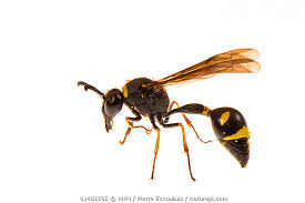 Attēlu rezultāti vaicājumam “Eumenes sp.”