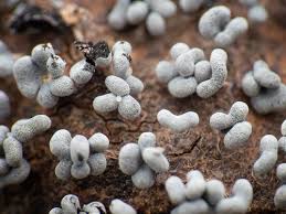 Attēlu rezultāti vaicājumam “Physarum compressum”