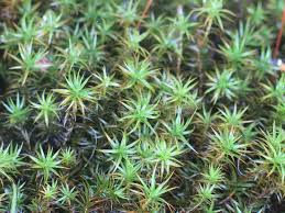 Attēlu rezultāti vaicājumam “Polytrichum strictum”
