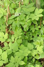 Attēlu rezultāti vaicājumam “Aegopodium podagraria leaf”