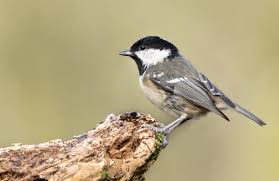 Attēlu rezultāti vaicājumam “Periparus ater”