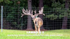 Image result for Big Bucks High Rollers