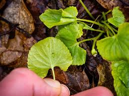 Attēlu rezultāti vaicājumam “Viola uliginosa leaf”