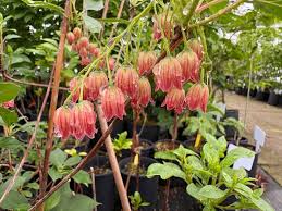 Attēlu rezultāti vaicājumam “Enkianthus campanulatus”