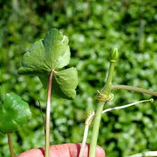 Attēlu rezultāti vaicājumam “Hydrocotyle vulgaris bud”