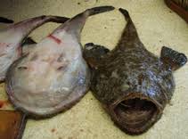 Image result for Lophius americanus