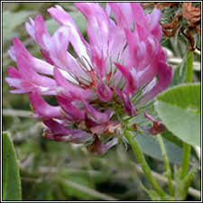 Attēlu rezultāti vaicājumam “Trifolium medium flower”