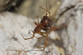 Attēlu rezultāti vaicājumam “Linyphiidae”