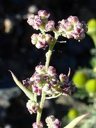 Attēlu rezultāti vaicājumam “Chenopodium rubrum leaf”