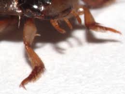 Attēlu rezultāti vaicājumam “Rhantus frontalis”