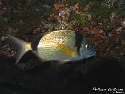 Image result for Diplodus ascensionis