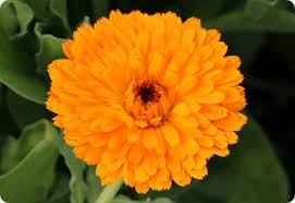 Attēlu rezultāti vaicājumam “Calendula officinalis flower”