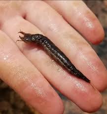 Attēlu rezultāti vaicājumam “Dytiscus sp. larva”