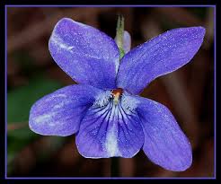 Attēlu rezultāti vaicājumam “Viola reichenbachiana”