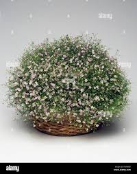 Attēlu rezultāti vaicājumam “Gypsophila muralis flower”