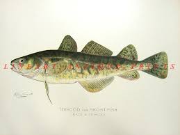 Image result for Microgadus tomcod
