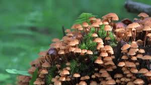 Attēlu rezultāti vaicājumam “Psathyrella pygmaea”