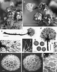Attēlu rezultāti vaicājumam “Lamproderma gulielmae”