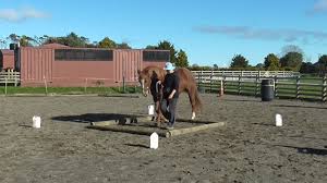 Resultado de imagen para sliced horse