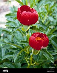 Image result for Pfingstrose