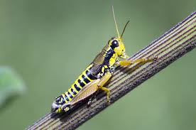 Attēlu rezultāti vaicājumam “Podisma pedestris”