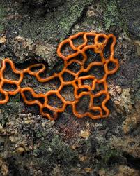 Attēlu rezultāti vaicājumam “Hemitrichia serpula”