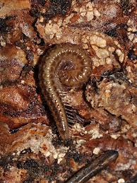 Attēlu rezultāti vaicājumam “Craspedosoma rawlinsi”