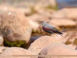 Image result for Tichodroma muraria