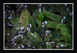 Attēlu rezultāti vaicājumam “Physarum pezizoideum spores”