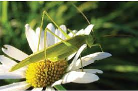 Attēlu rezultāti vaicājumam “Phaneroptera falcata”