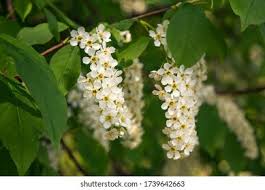 Attēlu rezultāti vaicājumam “Prunus padus var. roseiflora flower”