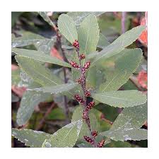 Attēlu rezultāti vaicājumam “Myrica gale”