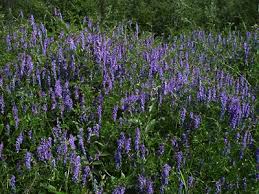 Attēlu rezultāti vaicājumam “Vicia cracca”