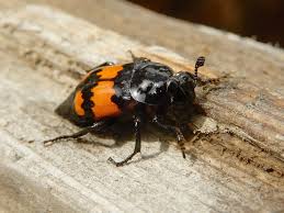 Attēlu rezultāti vaicājumam “Nicrophorus vespillo”