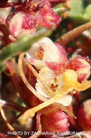 Attēlu rezultāti vaicājumam “Cuscuta epithymum subsp. trifolii flower”