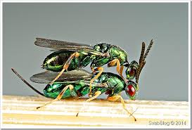 Attēlu rezultāti vaicājumam “Rhabdophaga rosaria”