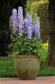 Attēlu rezultāti vaicājumam “Delphinium elatum”