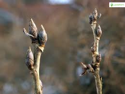 Attēlu rezultāti vaicājumam “Ribes spicatum”