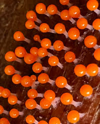 Attēlu rezultāti vaicājumam “Hemitrichia decipiens stalked”