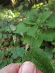 Attēlu rezultāti vaicājumam “Lapsana communis leaf”