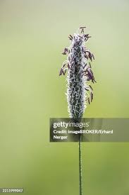 Attēlu rezultāti vaicājumam “Alopecurus pratensis flower”