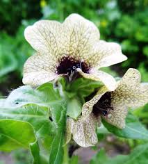 Image result for bilsenkraut